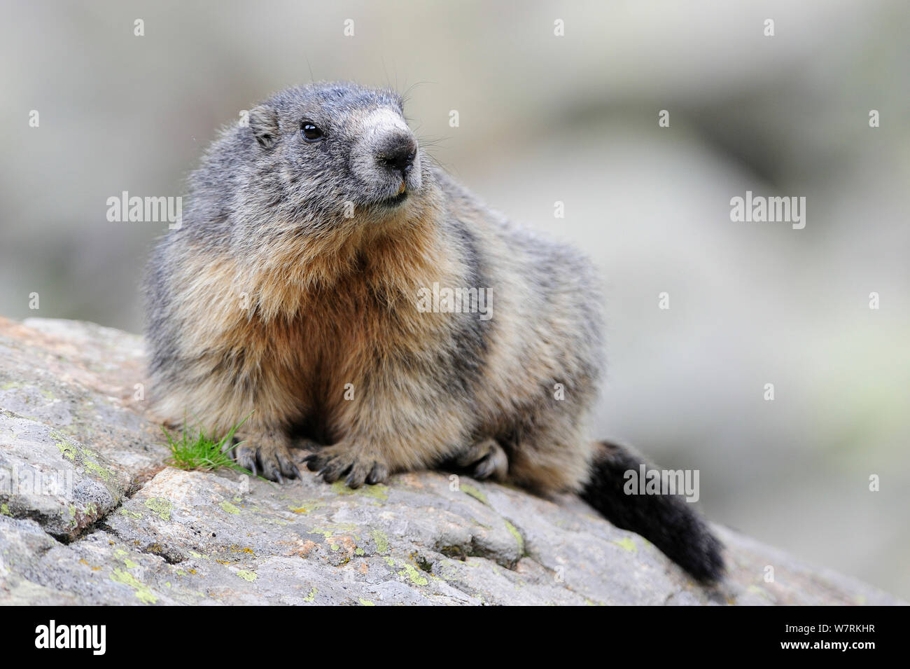 Alpine marmot (Marmota marmota), Mercantour National Park, Alpes-de-Haute-Provence, France, June. Stock Photo