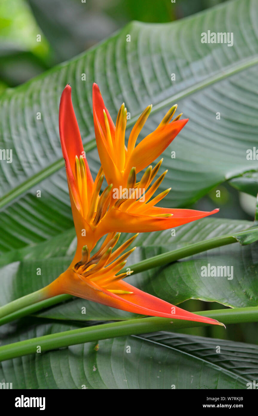 Parrot&#39;s flower (Heliconia psittacorum), Cornwall, England, UK, July. Stock Photo