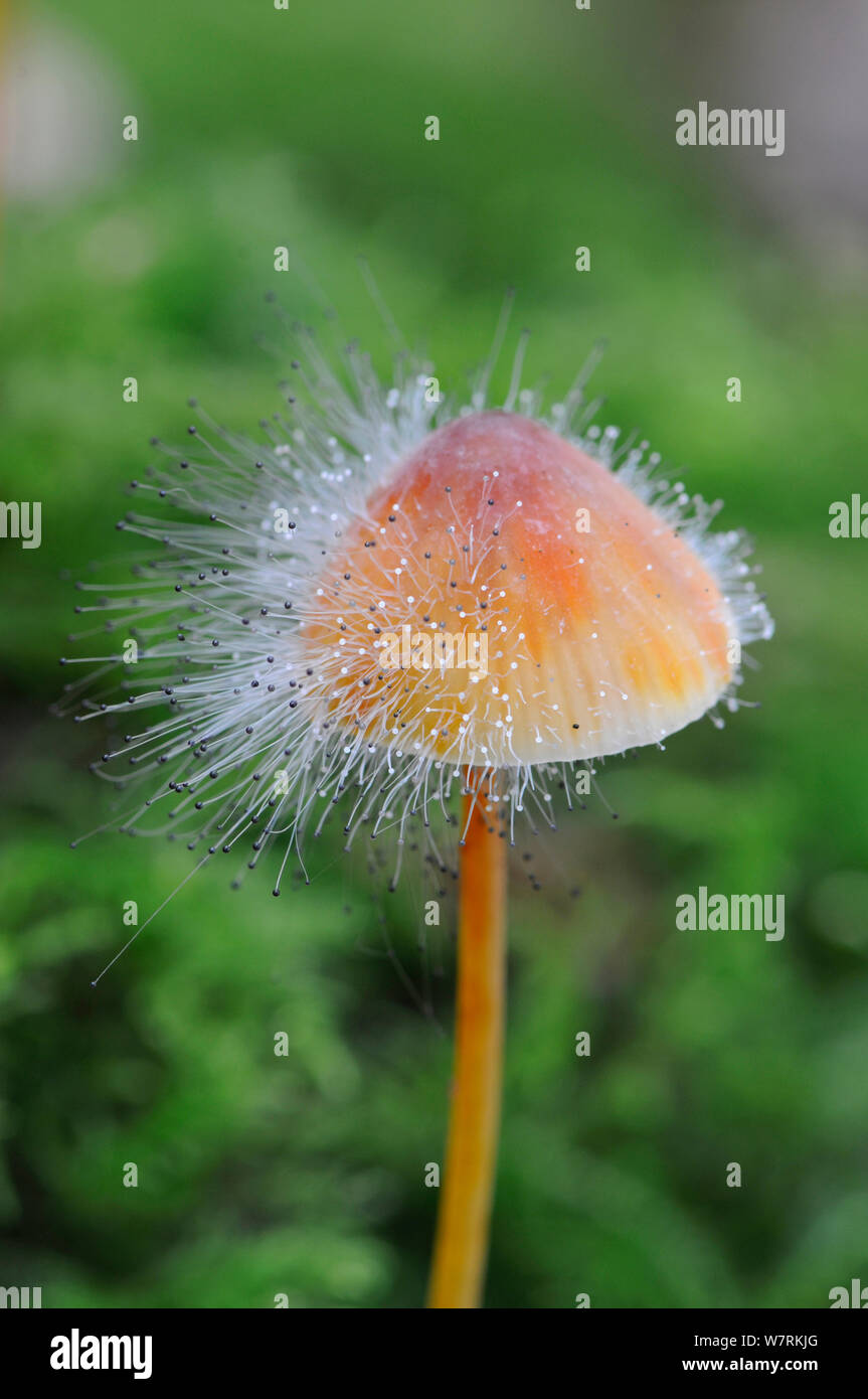 Bonnet mould (Spinellus fusiger) growing parasitically on a Saffrondrop bonnet (Mycena crocata), Sussex, England, UK, October. Stock Photo