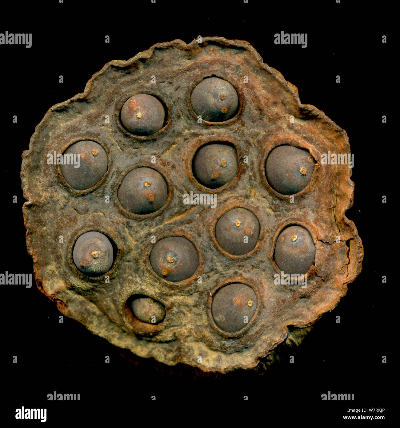 Seed head of an Indian lotus (Nelumbo nucifera), showing seeds, scanned on a flatbed scanner, England, UK. Stock Photo
