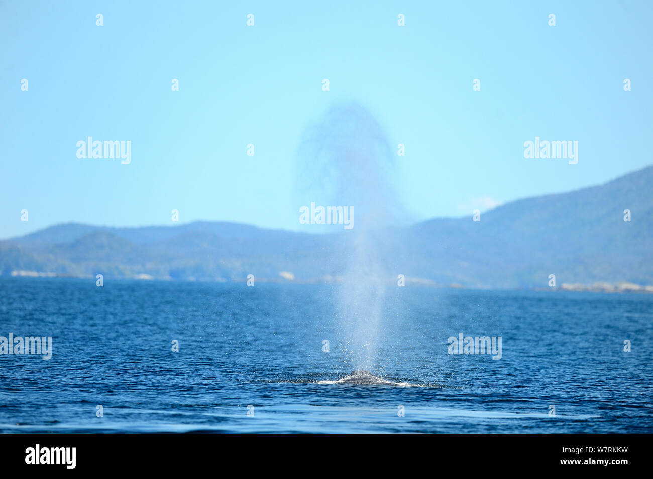 Humpback whale (Megaptera novaeangliae) blowing at surface, Hecate Strait, British Columbia, Canada, June. Stock Photo