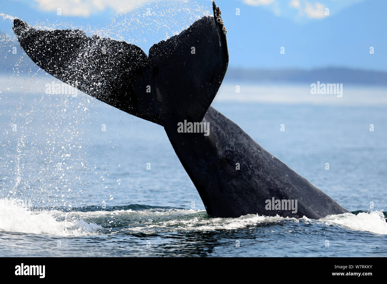 Humpback whale (Megaptera novaeangliae) fluking, Hecate Strait, British Columbia, Canada, June. Stock Photo