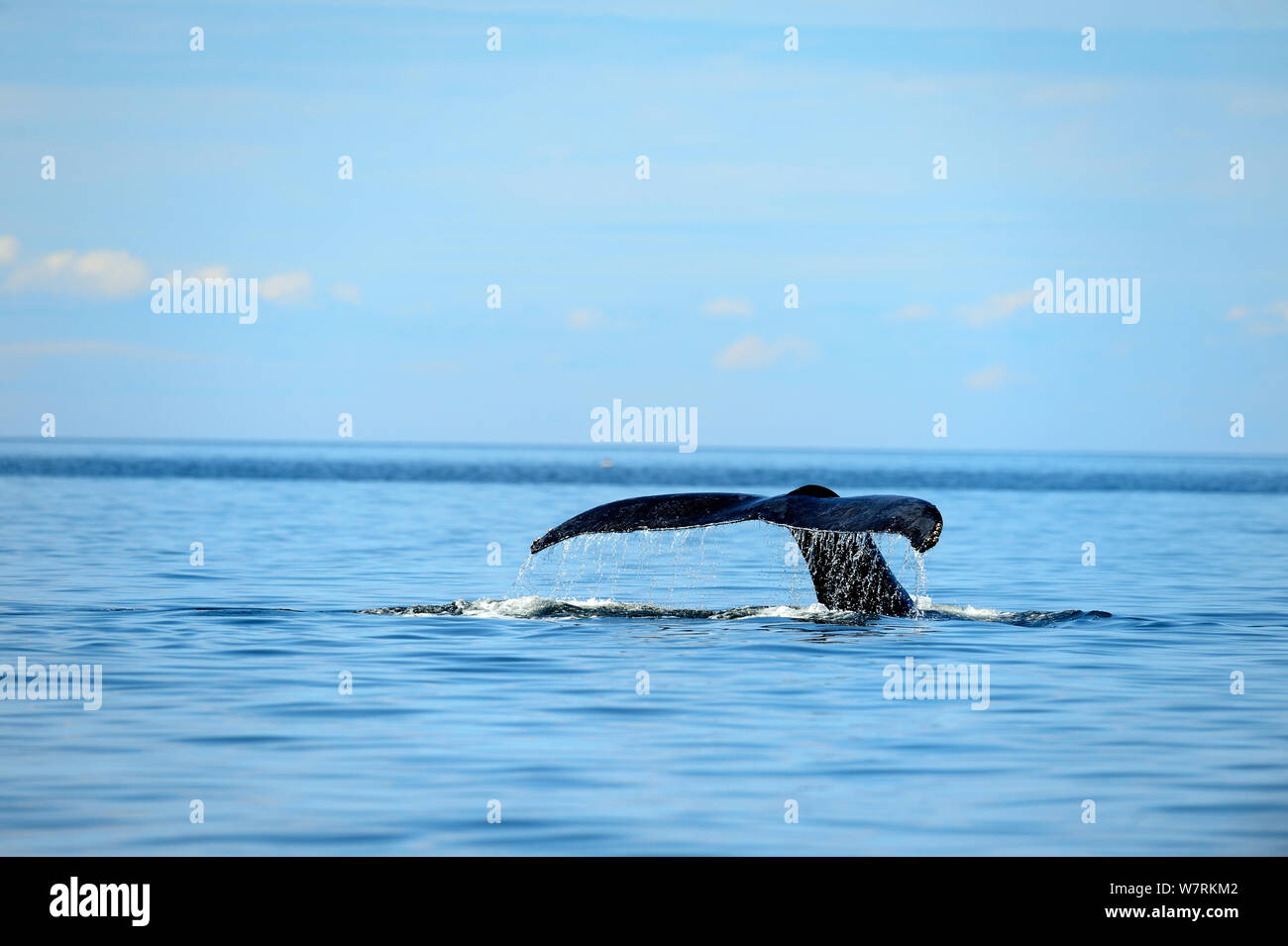 Humpback whale (Megaptera novaeangliae) fluking, Hecate Strait, British Columbia, Canada, June. Stock Photo