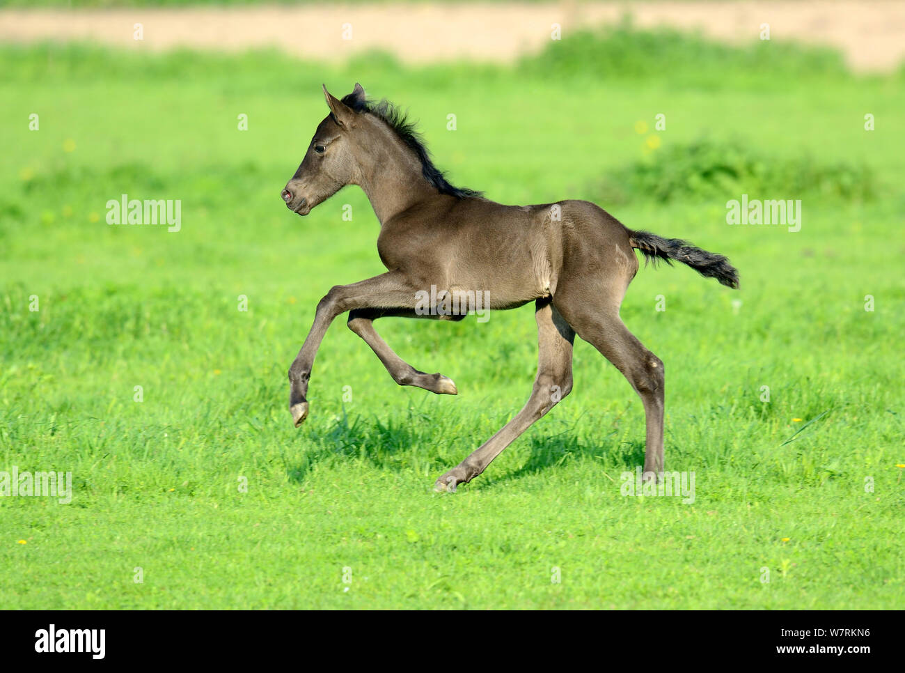 Five day old purebred Andalusian foal (Equus caballus) playing in a field, Alsace, France, May. Stock Photo