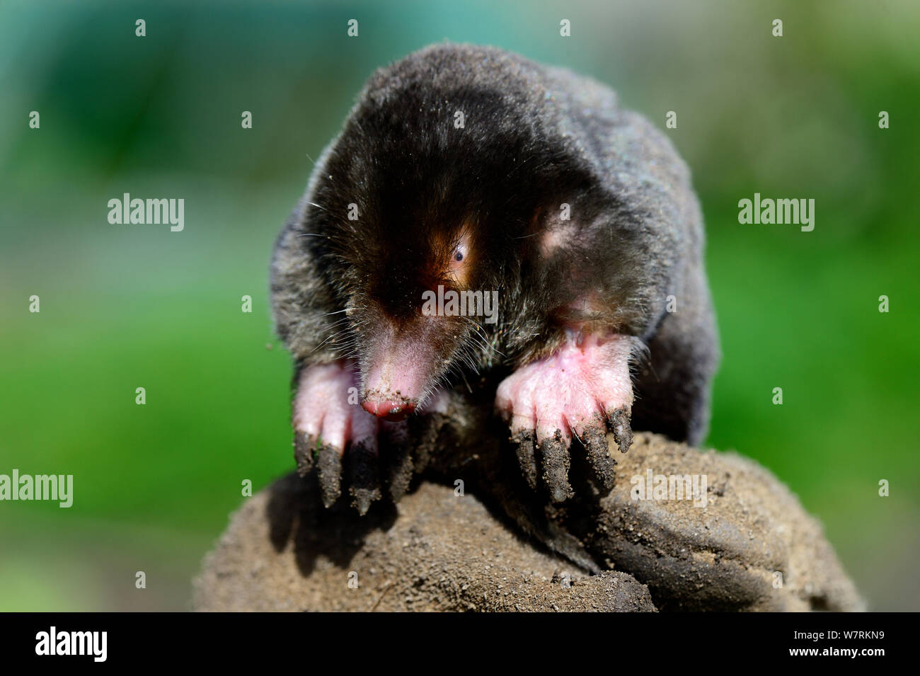 European Mole Talpa Europaea At The Surface Alsace France September Stock Photo Alamy