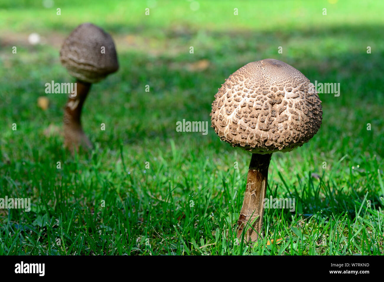 Two Parasol mushrooms (Macrolepiota procera) growing in a field, Alsace, France, September. Stock Photo
