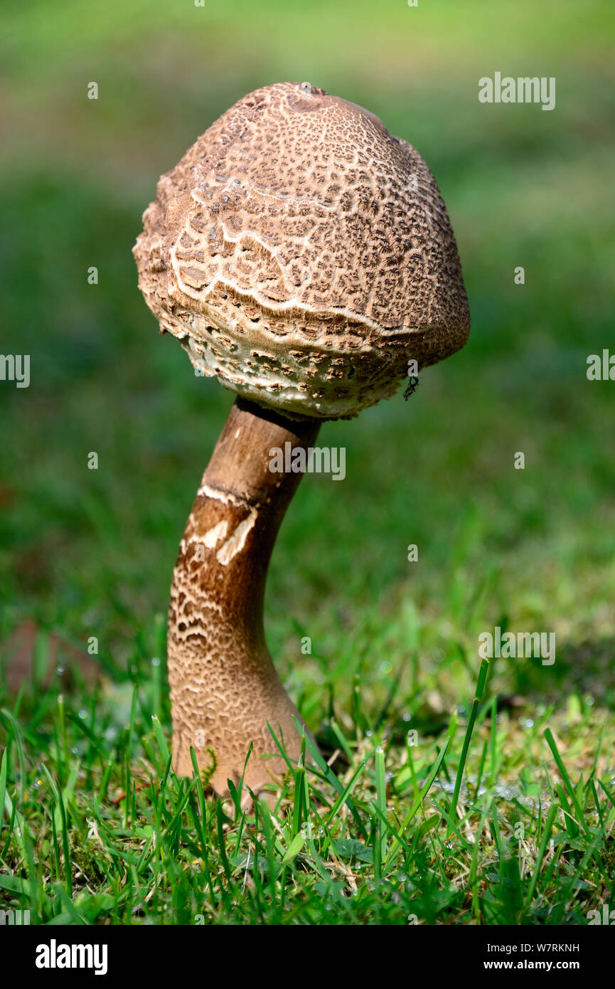 Parasol mushroom (Macrolepiota procera) growing in a field, Alsace, France, September. Stock Photo