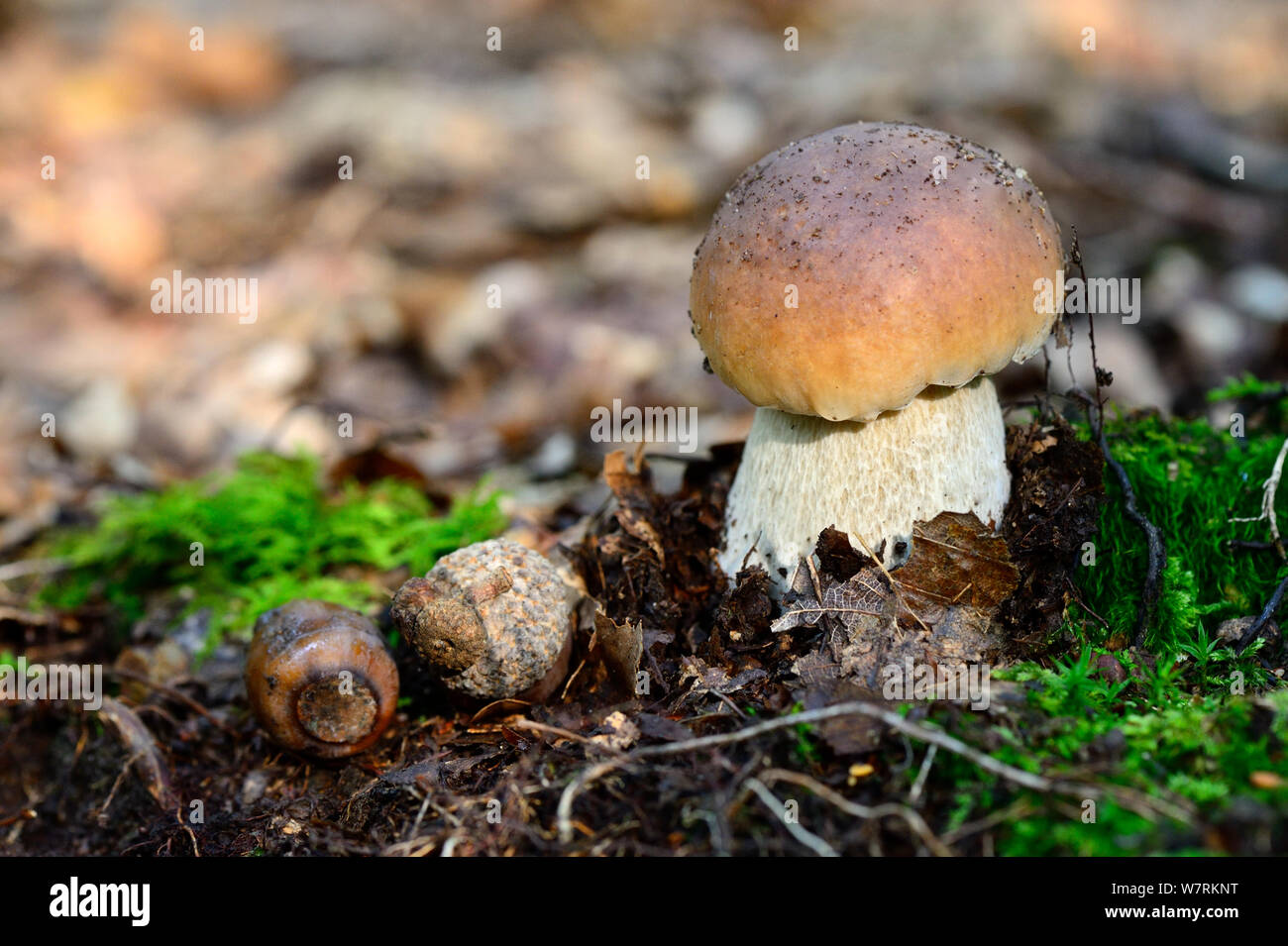 Cep (Boletus edulis) growing on forest floor, Alsace, France, October. Stock Photo