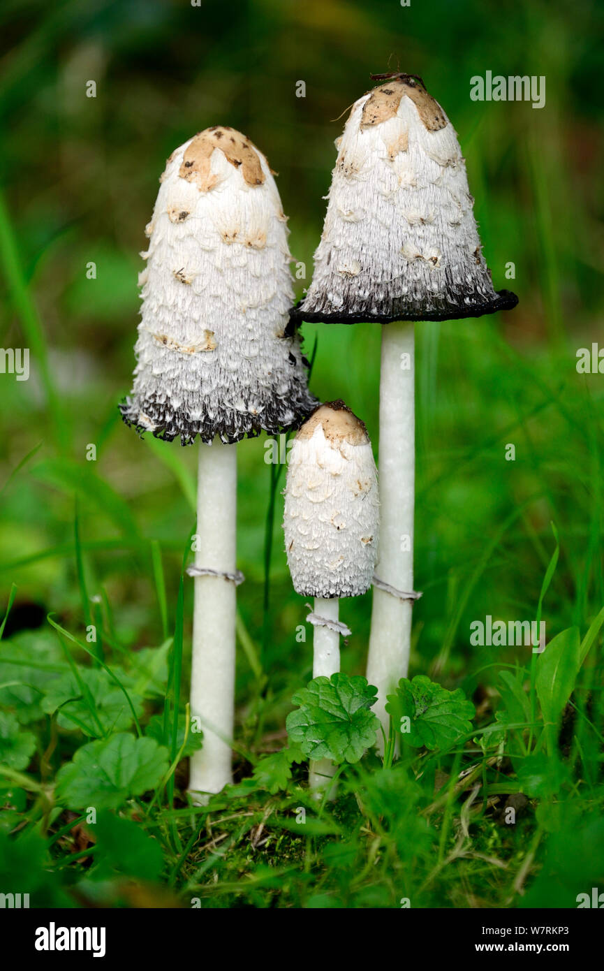 Three Shaggy ink cap fungi (Coprinus comatus) growing in a field, Alsace, France, October. Stock Photo