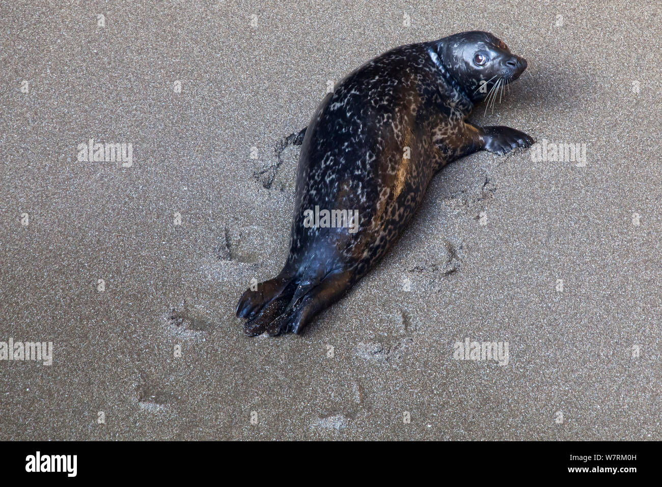 Harbour seal (Phoca vitulina) on beach, near San Quintin, Baja California Peninsula, Mexico, May Stock Photo