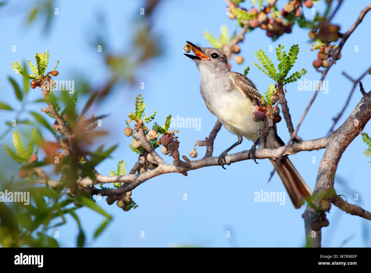 Brown crested flycatcher (Myiarchus tyrannulus) eating fruit, Cabo Pulmo National Park, Sea of Cortez (Gulf of California), Mexico, July Stock Photo