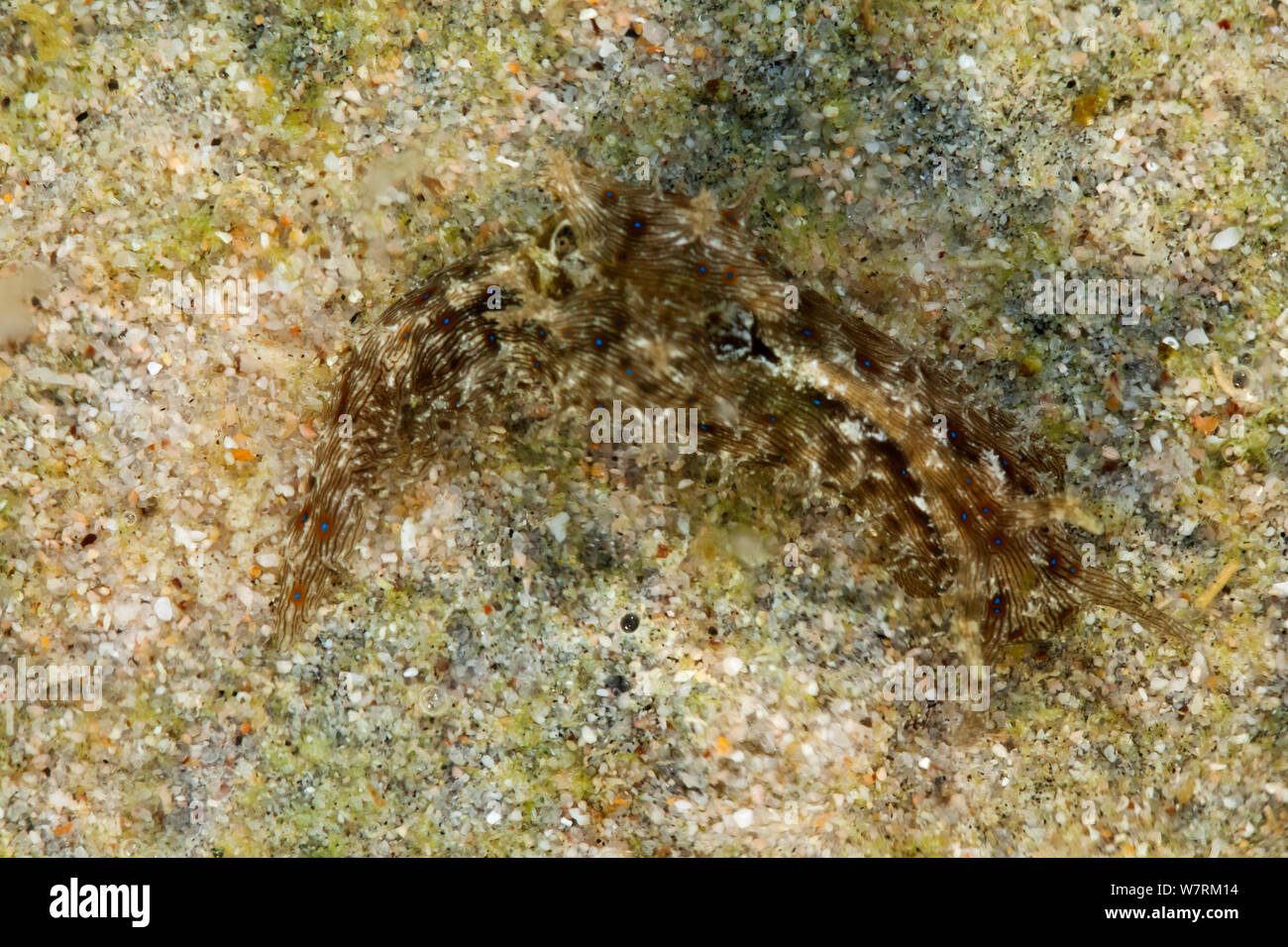 Lined sea hare (Stylocheilus striatus), Cabo Pulmo National Park, Sea of Cortez (Gulf of California), Mexico, July Stock Photo