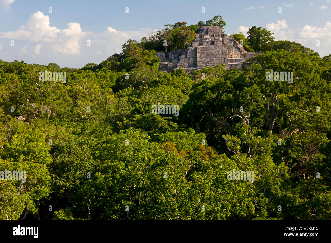 Calakmul, ancient Maya city surrounded by tropical rainforest, Calakmul Biosphere Reserve, Yucatan Peninsula, Mexico, August Stock Photo