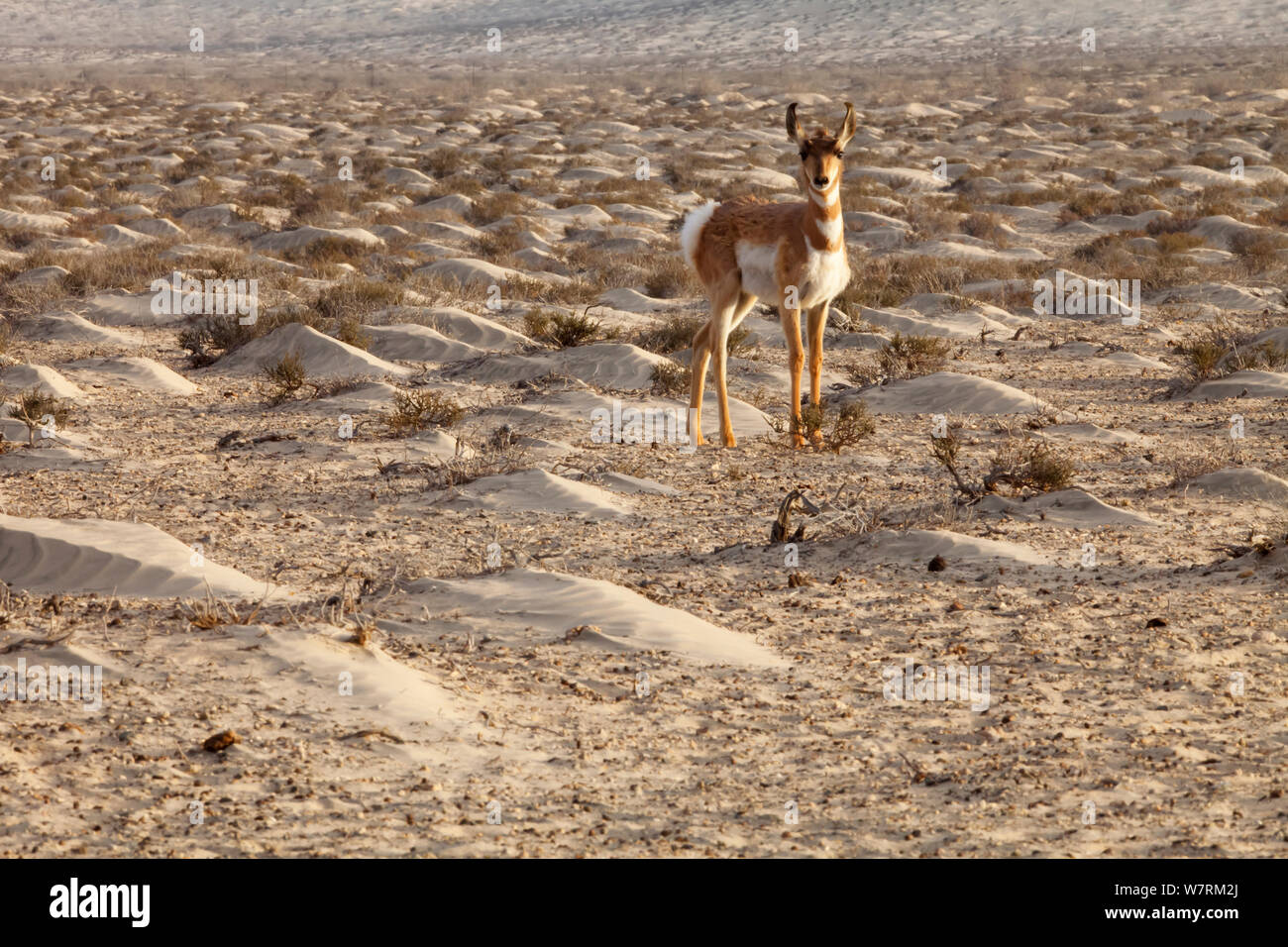 Peninsular pronghorn antelope (Antilocapra americana peninsularis) fawn