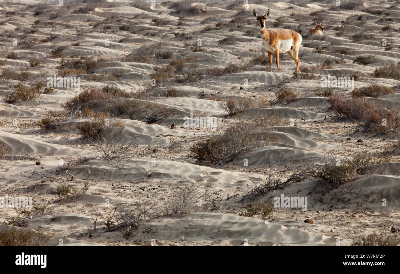 Peninsular pronghorn antelope (Antilocapra americana peninsularis