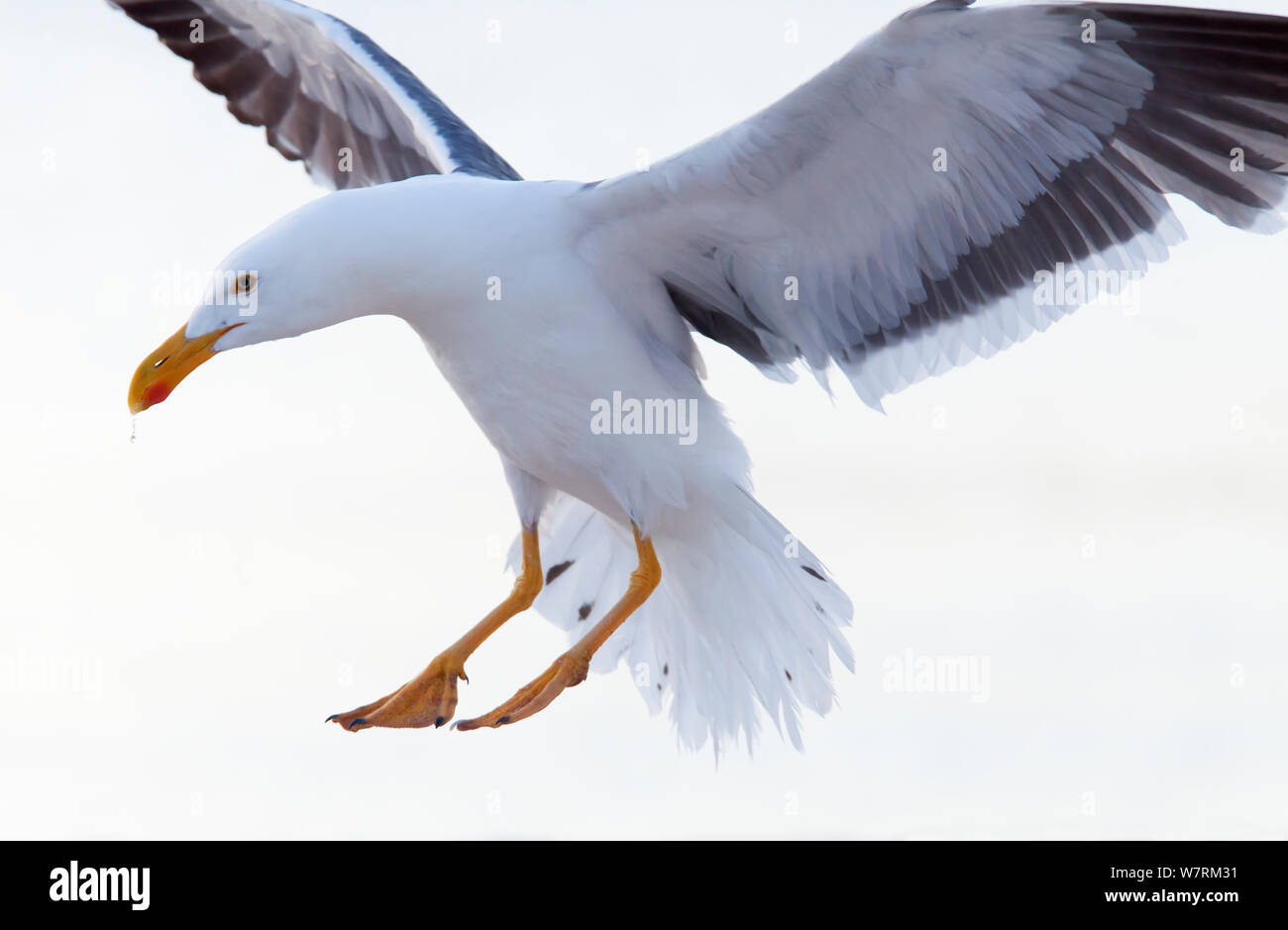 Yellow legged gull (Larus livens) landing, Santispac beach, Bahia Concepcion, Sea of Cortez (Gulf of California), Mexico, May Stock Photo