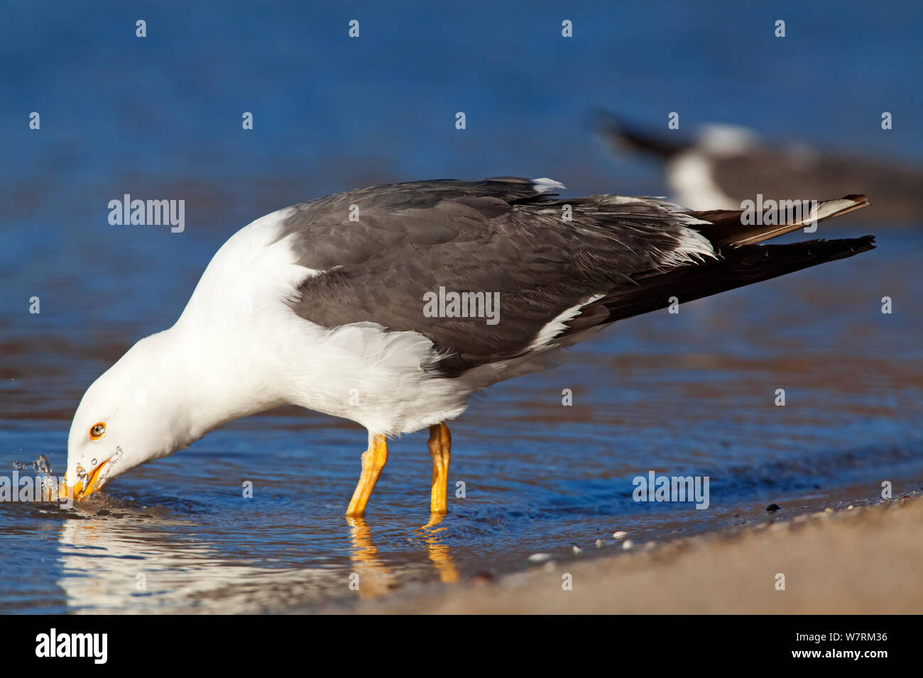 Yellow legged gull (Larus livens) drinking water, Santispac beach, Bahia Concepcion, Sea of Cortez (Gulf of California), Mexico, May Stock Photo