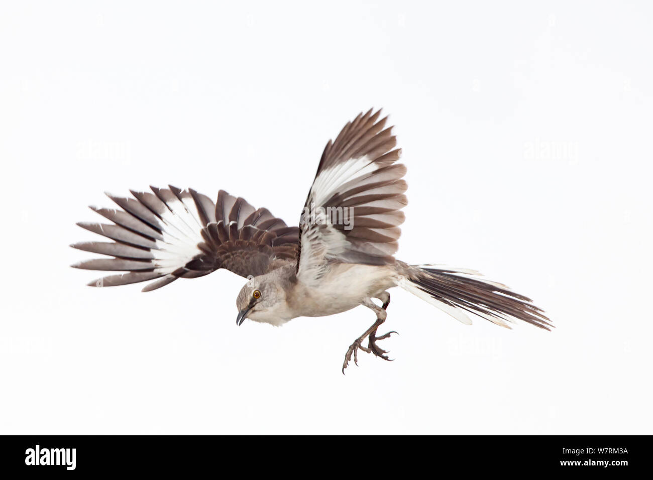 Northern mockingbird (Mimus polyglottos) in courtship display, San Quintin, Baja California Peninsula, Mexico, Stock Photo