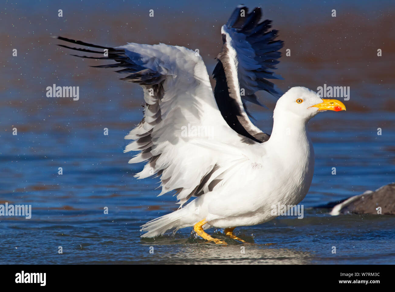 Gulf of mexico coastal birds hi-res stock photography and images - Alamy
