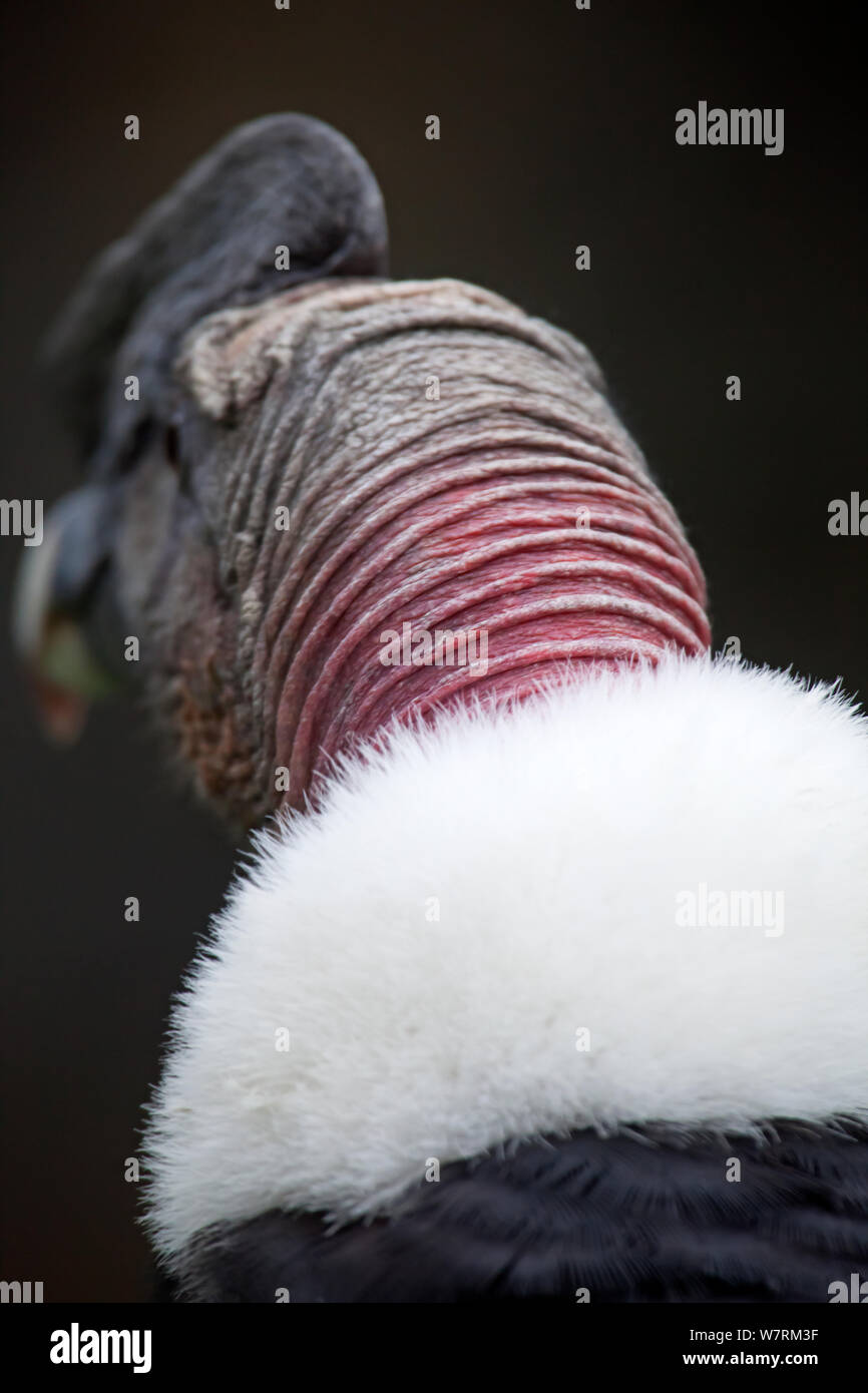 Andean condor (Vultur gryphus), IUCN Near Threatened, captive. Stock Photo