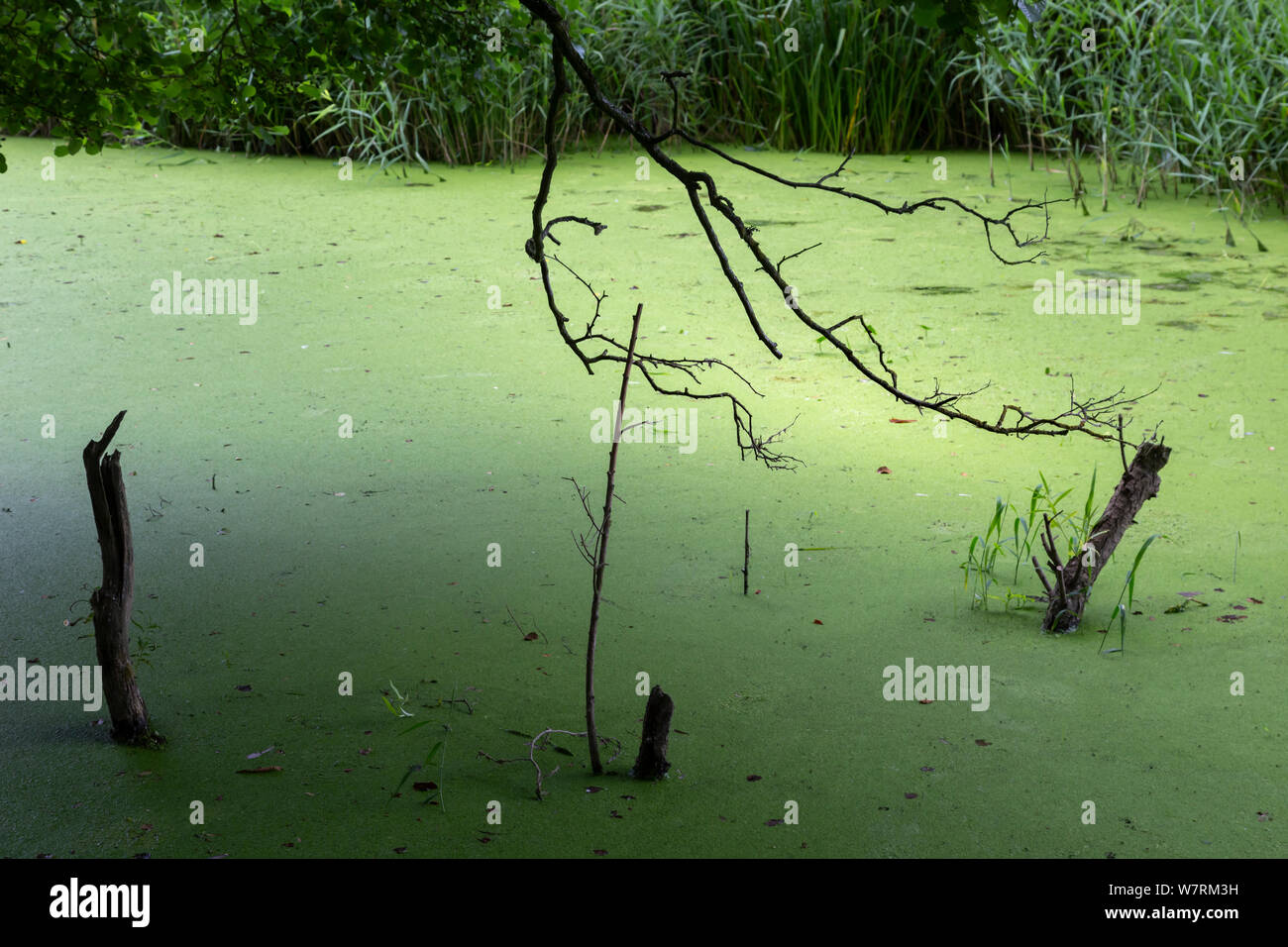 mill pond covered in duck weed Stock Photo