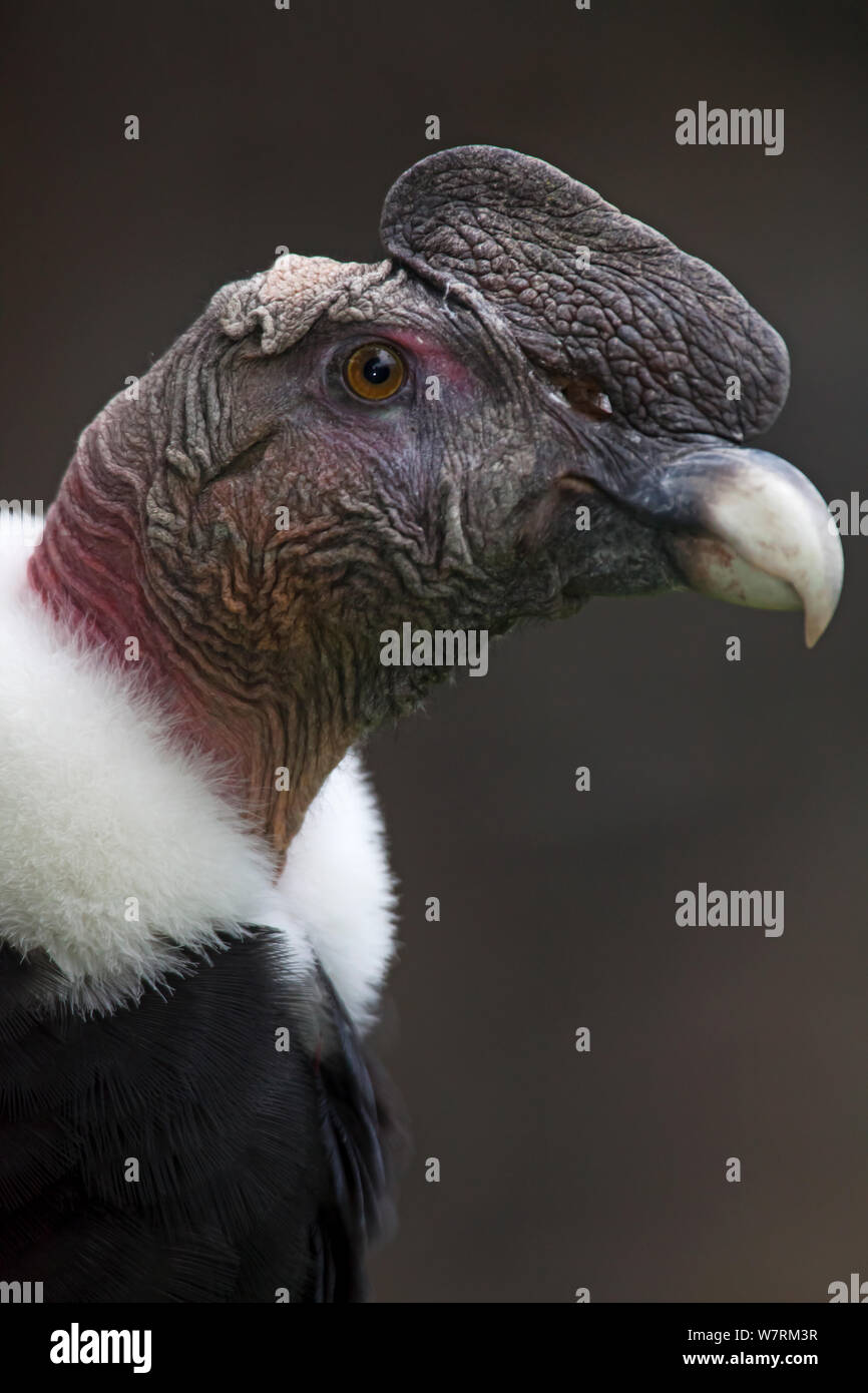 Andean condor (Vultur gryphus), IUCN Near Threatened, captive. Stock Photo