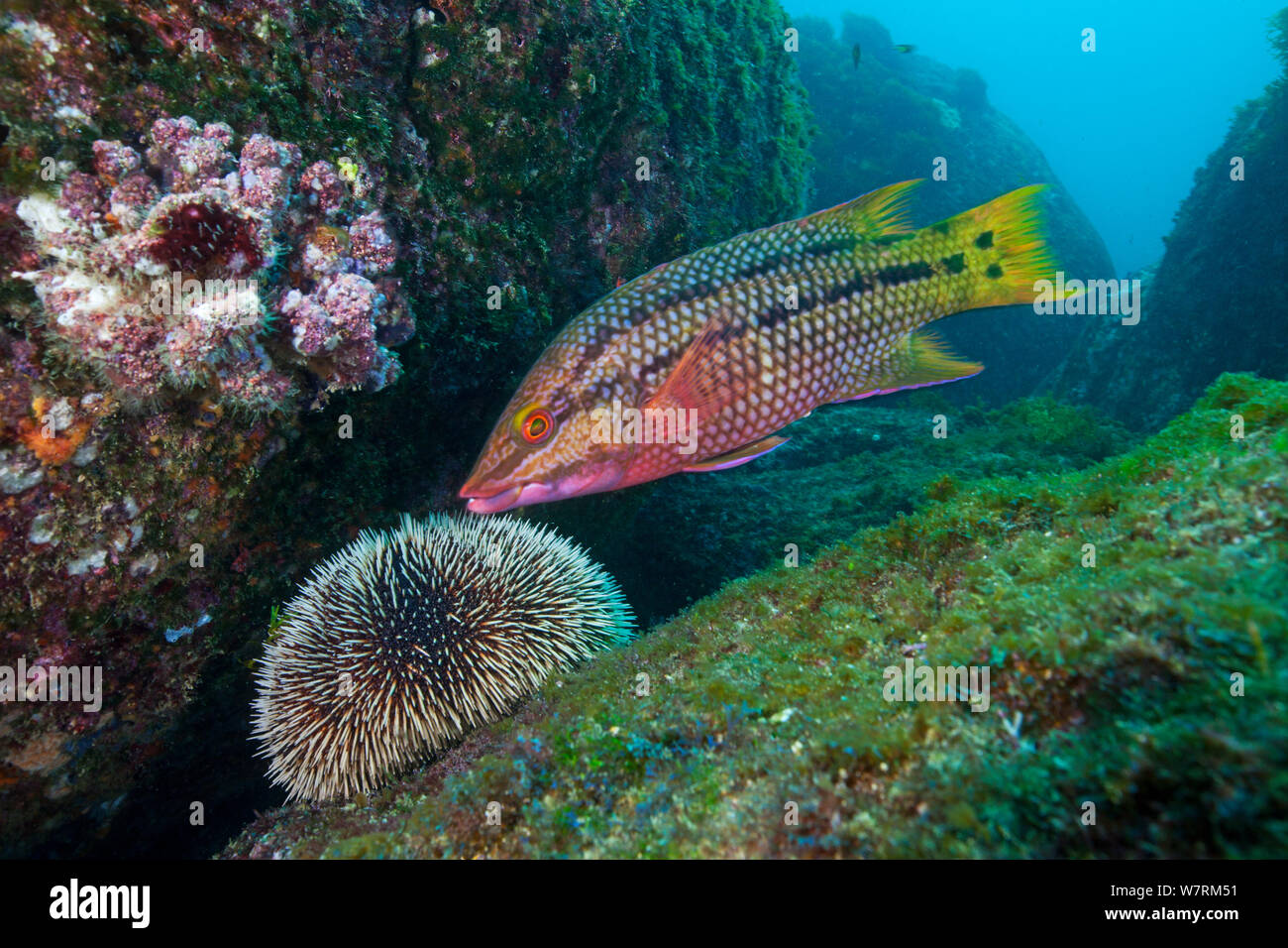 Mexican hogfish (Bodianus diplotaenia) juvenile and White sea urchin