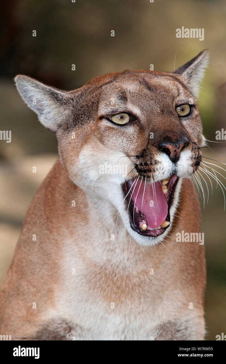 Mountain lion (Puma concolor) yawning, captive. Stock Photo