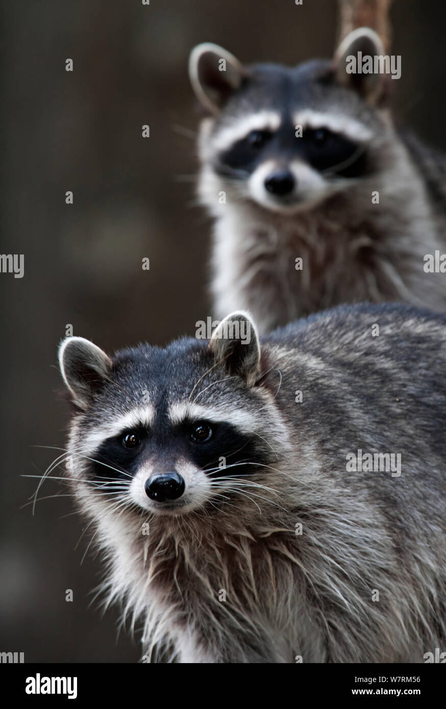 Northern raccoon (Procyon lotor), captive. Stock Photo
