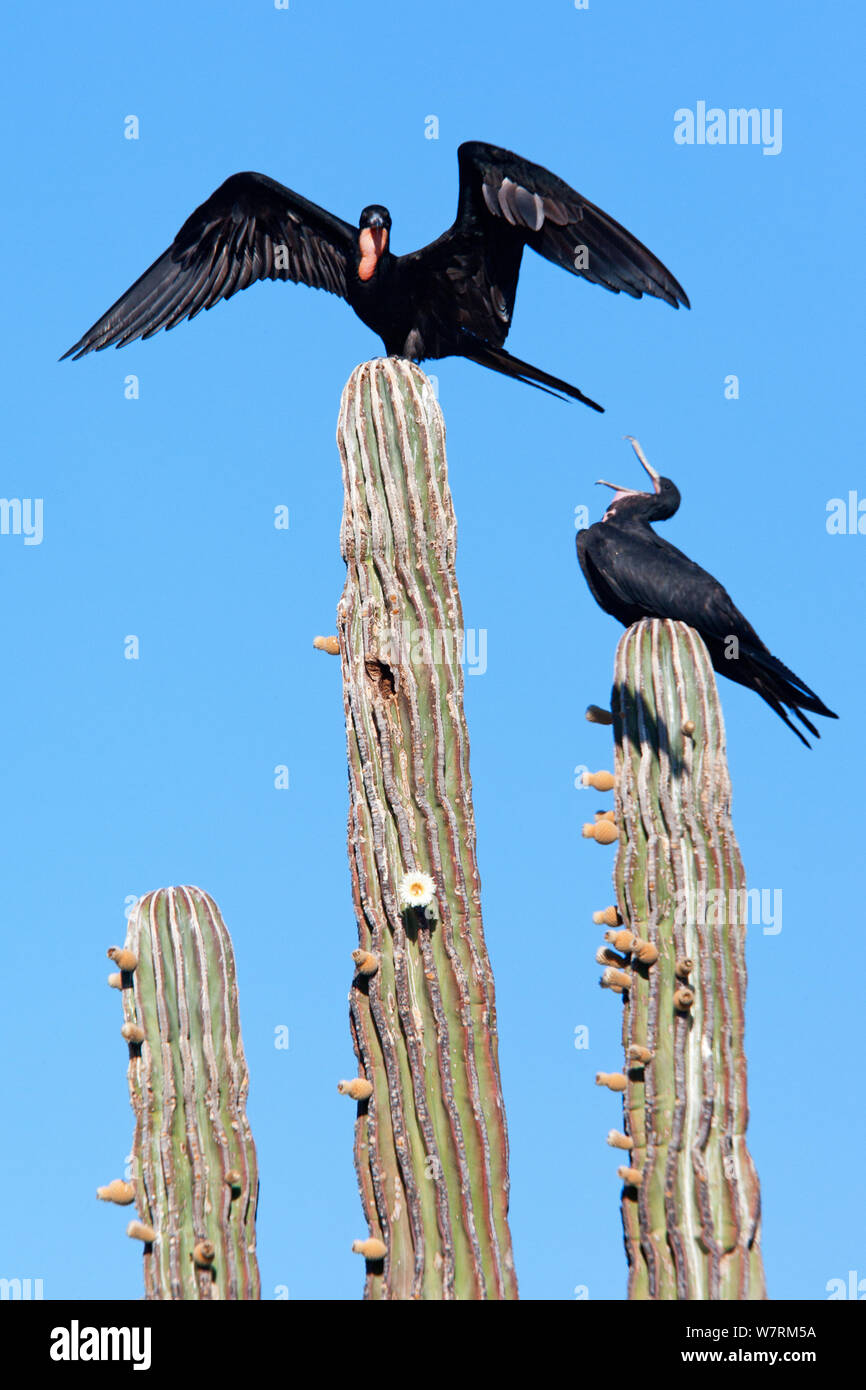 Magnificent frigatebird (Fregata magnificens) on top of cardon cactus (Pachycereus pringlei), El Requeson beach, Bahia Concepcion, Sea of Cortez (Gulf of California), Mexico, April Stock Photo