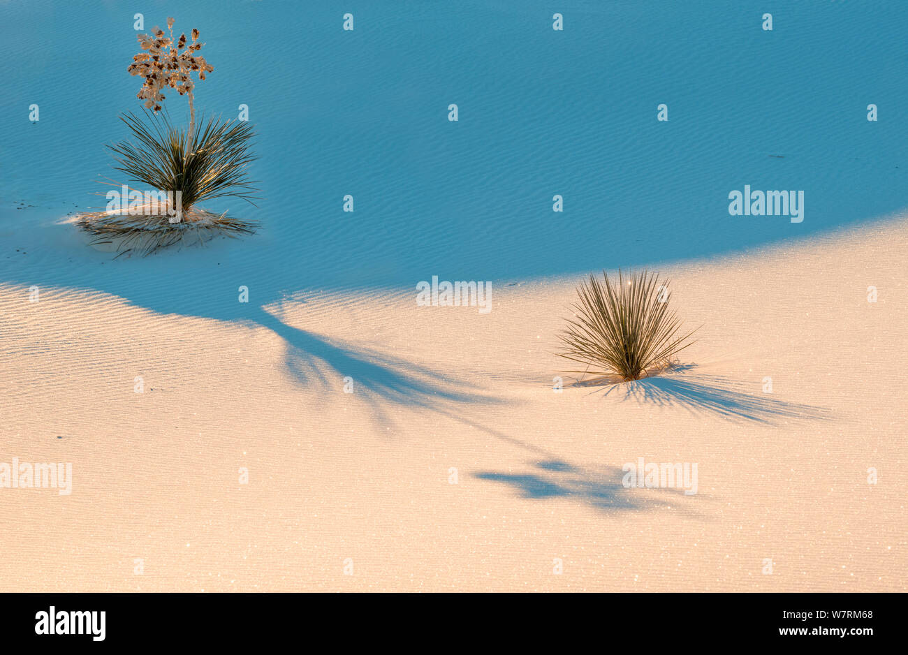 Creating abstract pattern plant shadow hi res stock photography and Creating abstract pattern plant shadow hi res stock photography and
