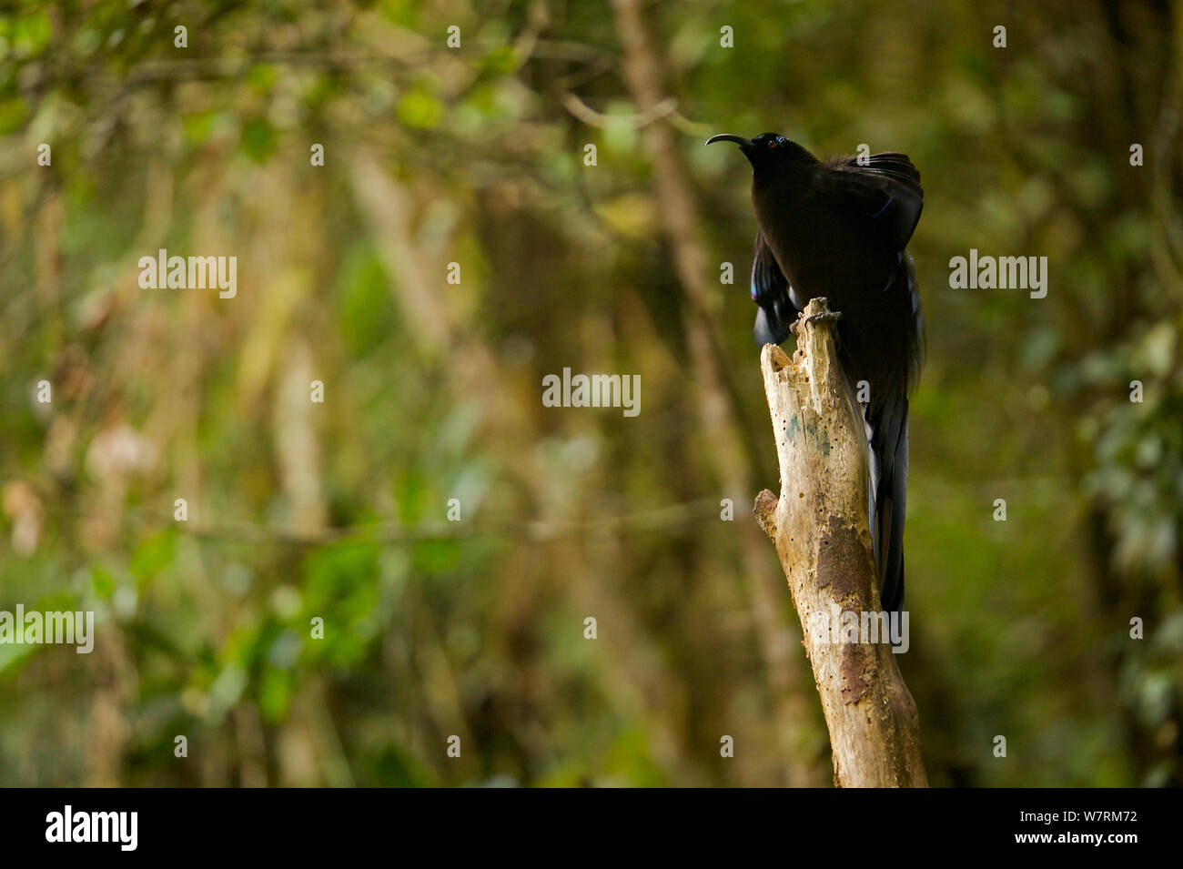 Black sicklebilled bird of paradise hires stock photography and images