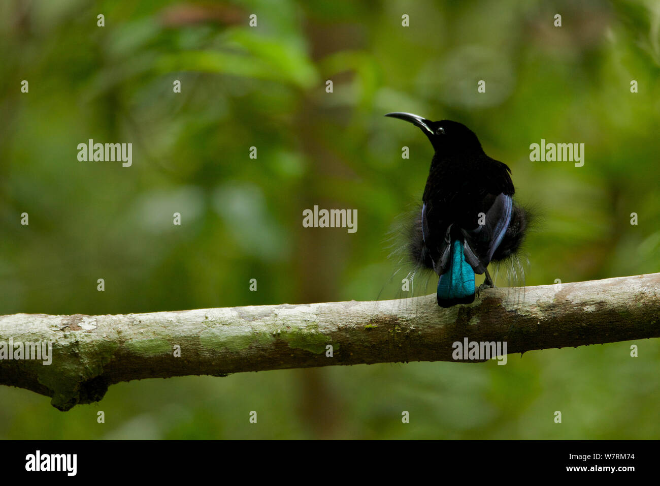 Magnificent Riflebird Bird of Paradise (Ptiloris magnificus) perched on his display vine. New Guinea Stock Photo