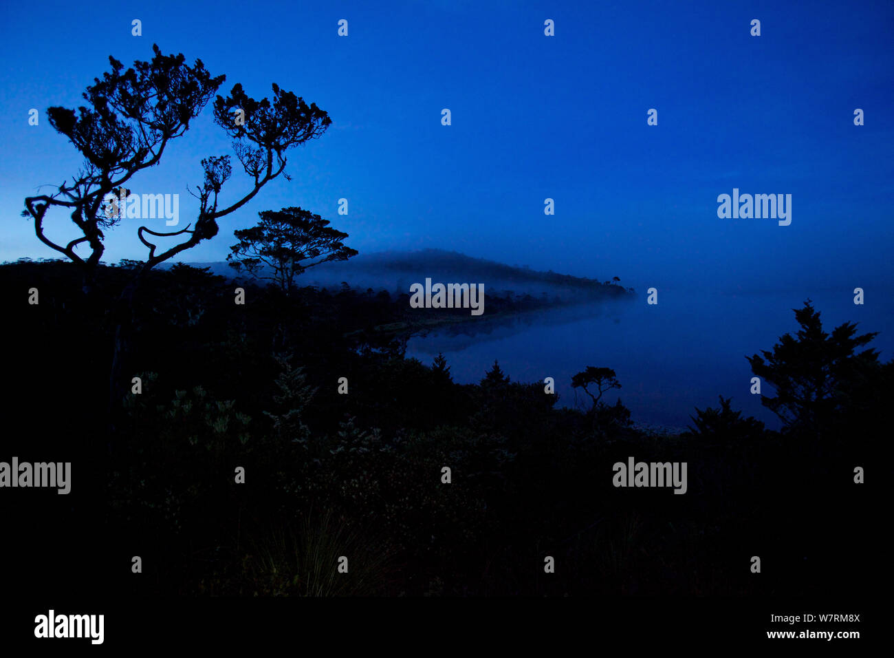 Dawn mist hangs in montane forest at Lake Habbema, Jayawijaya Mountains, Papua, New Guinea, Indonesia. June 2010 Stock Photo