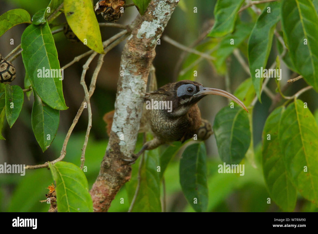 Pale-billed Sicklebill (Drepanornis bruijnii) female foraging, New Guinea Stock Photo