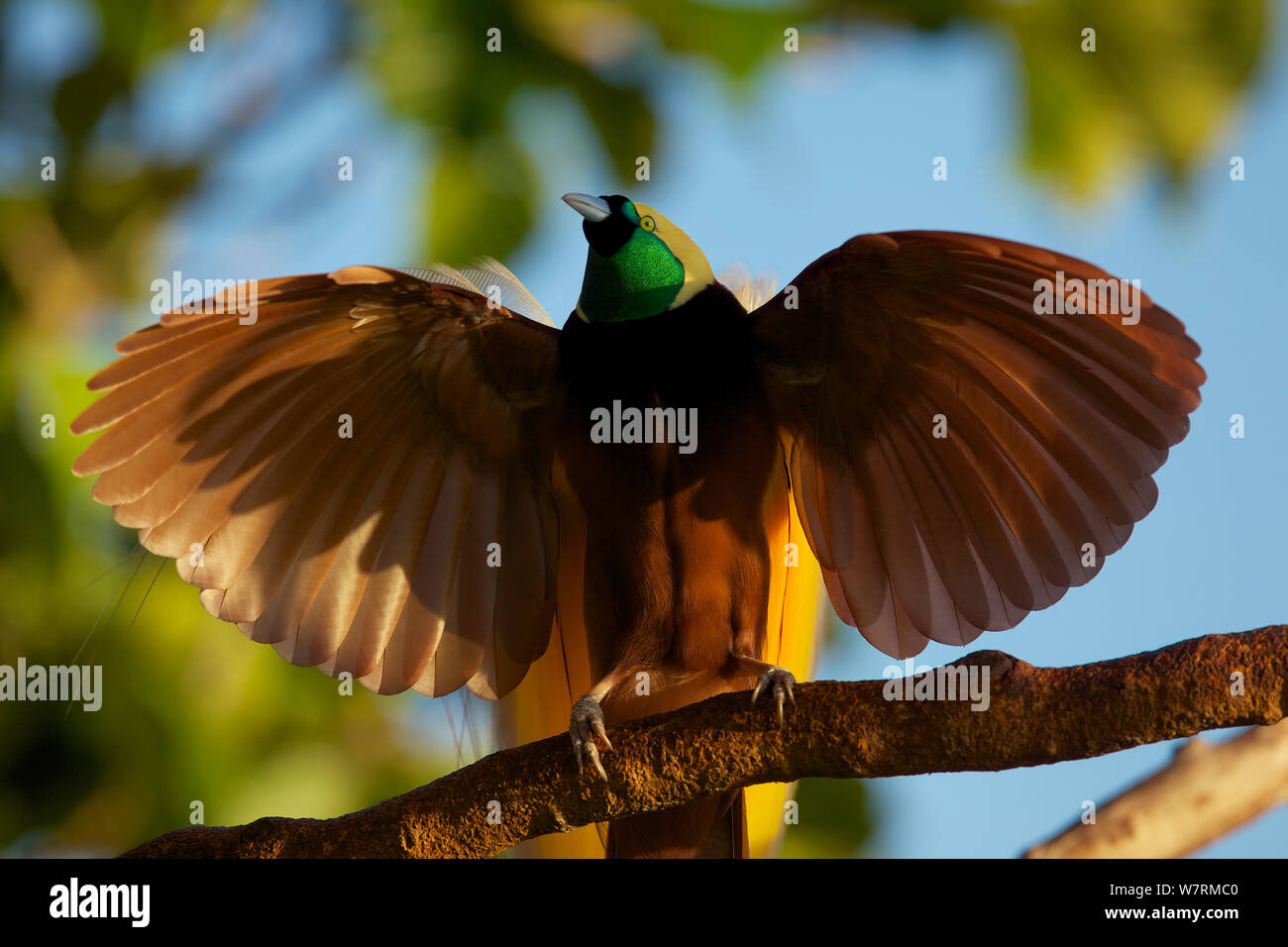 Greater Bird of Paradise (Paradisaea apoda) adult male performing