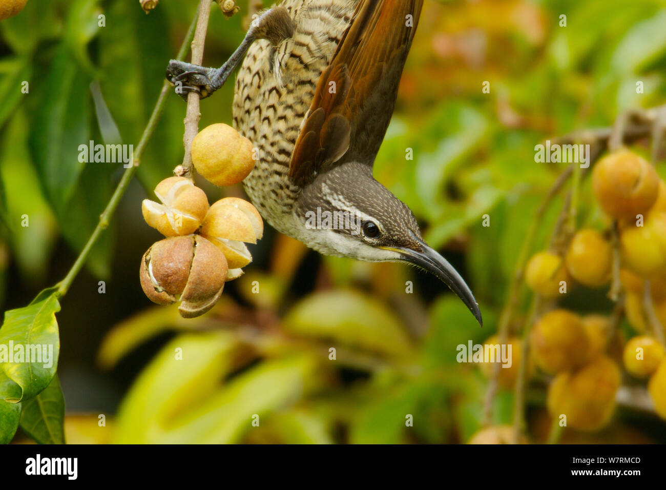 Riflebirds dating