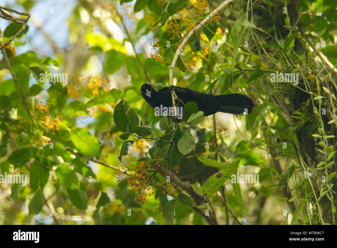 Curl crested manucode hi-res stock photography and images - Alamy