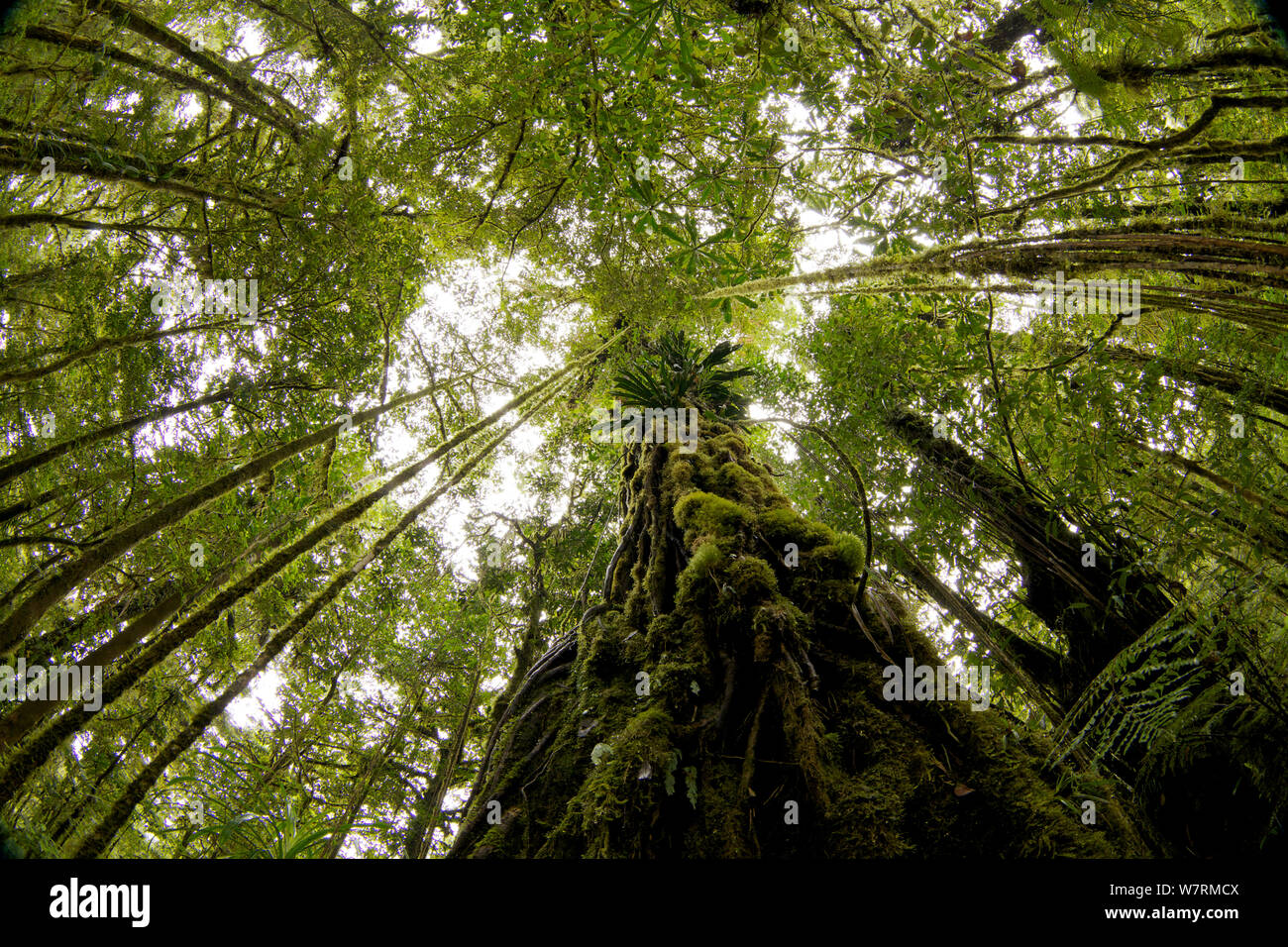 Rainforest interior views, looking up, Papua New Guinea, October 2011 Stock Photo