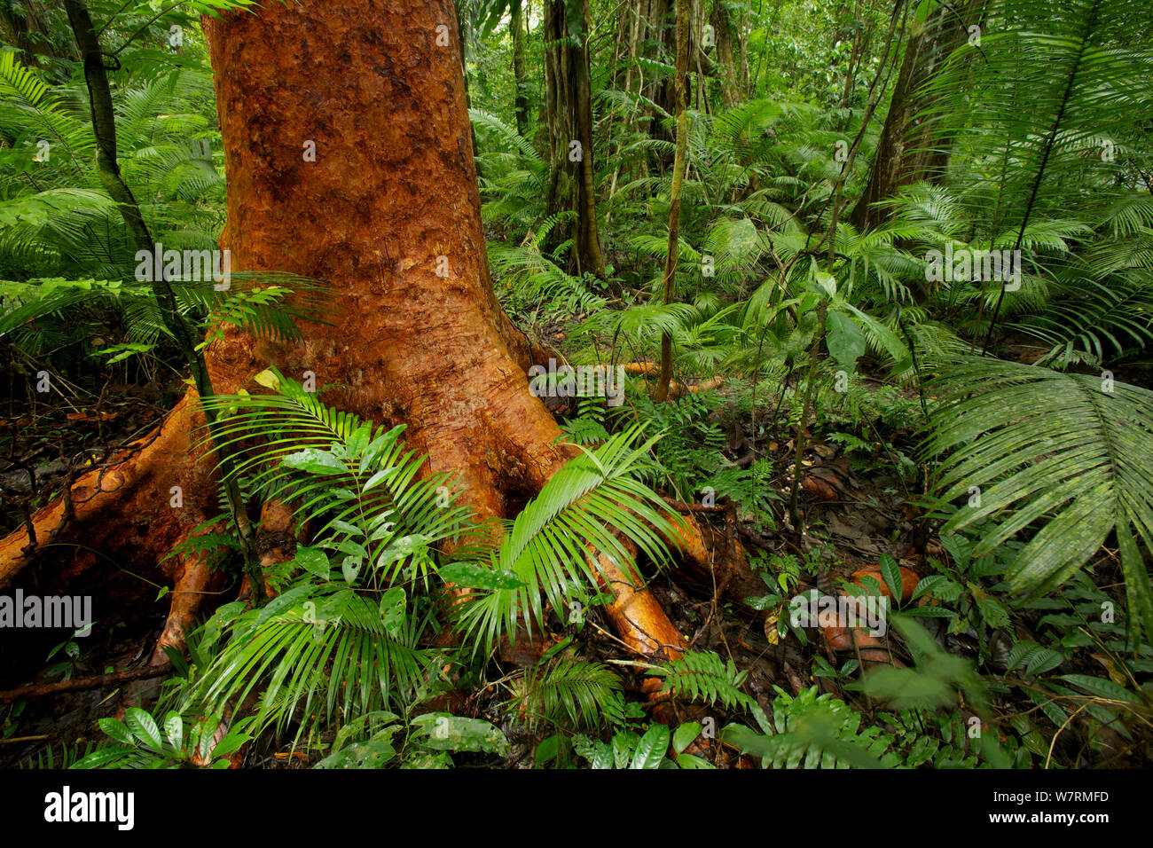 Rainforest interior at Fergusson Island with red barked tree and palms, with large strangler fig in background. Papua New Guinea Stock Photo