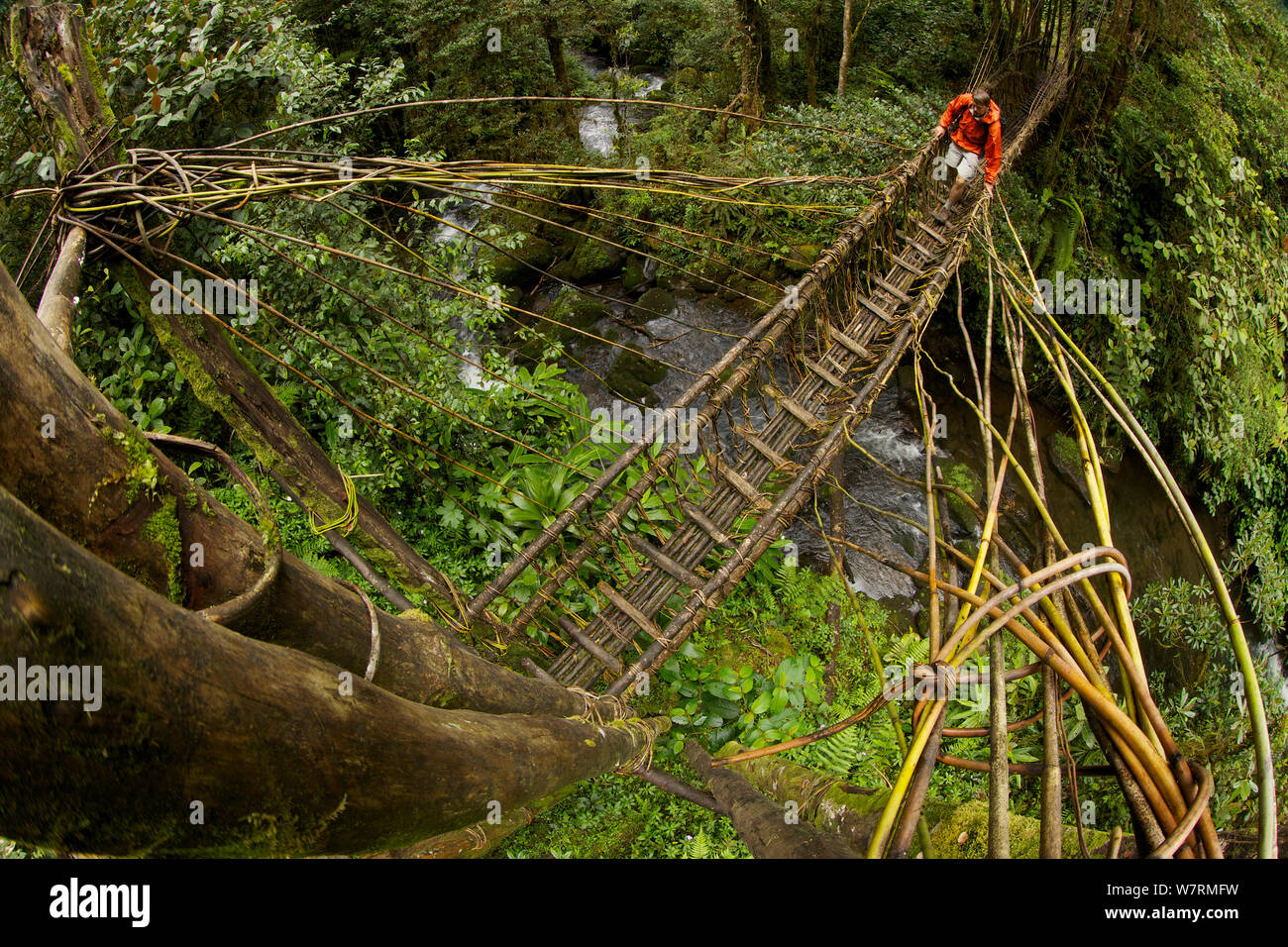 Tim Laman crossing a pole and vine bridge over a rainforest river in the Huli territory of Tari Valley, Papua New Guinea. Stock Photo