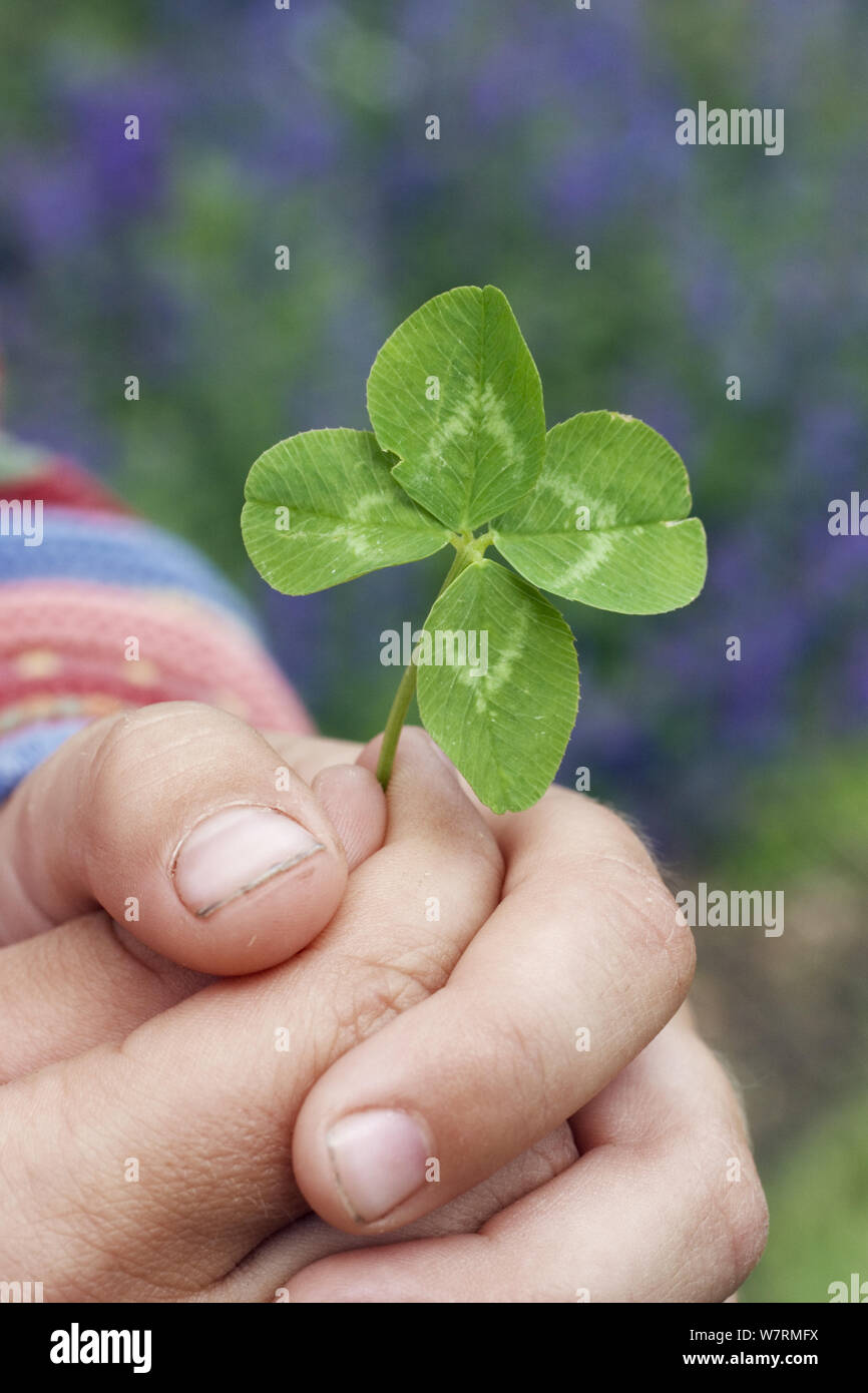Four-leaved clover  (Trifolium) in child's hand. Germany, May Stock Photo