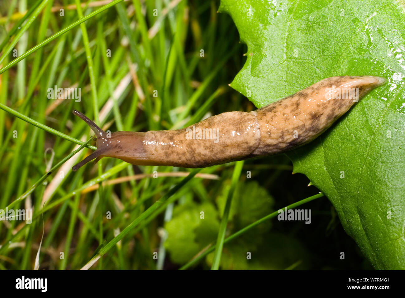 Grey field slug (Deroceras reticulatus) in garden, Bavaria, Germany, May Stock Photo