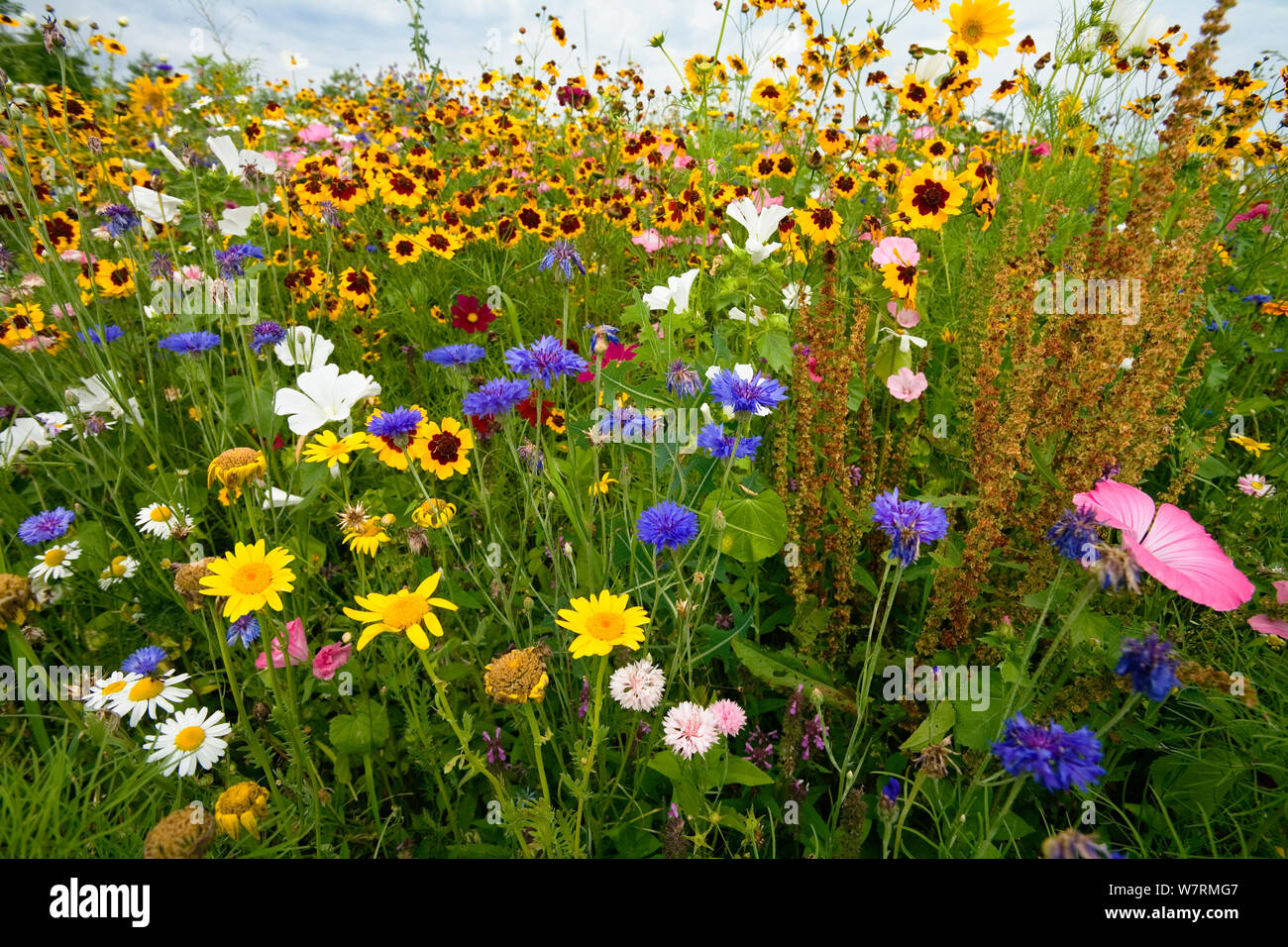 Meadow vege hi-res stock photography and images - Alamy