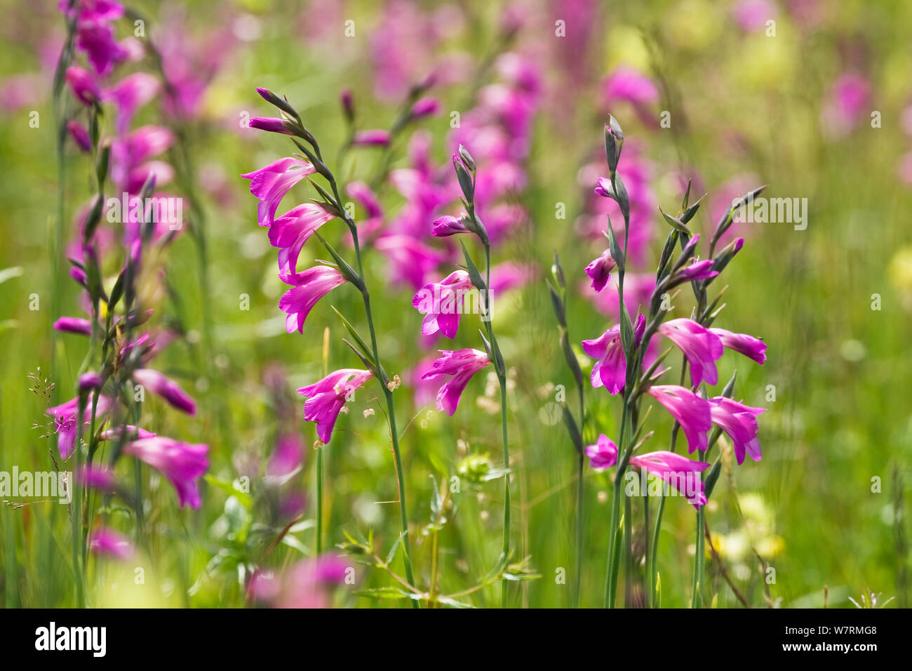 Gladiolus (Gladiolus palustris) in flower, Upper Bavaria, Germany Stock Photo