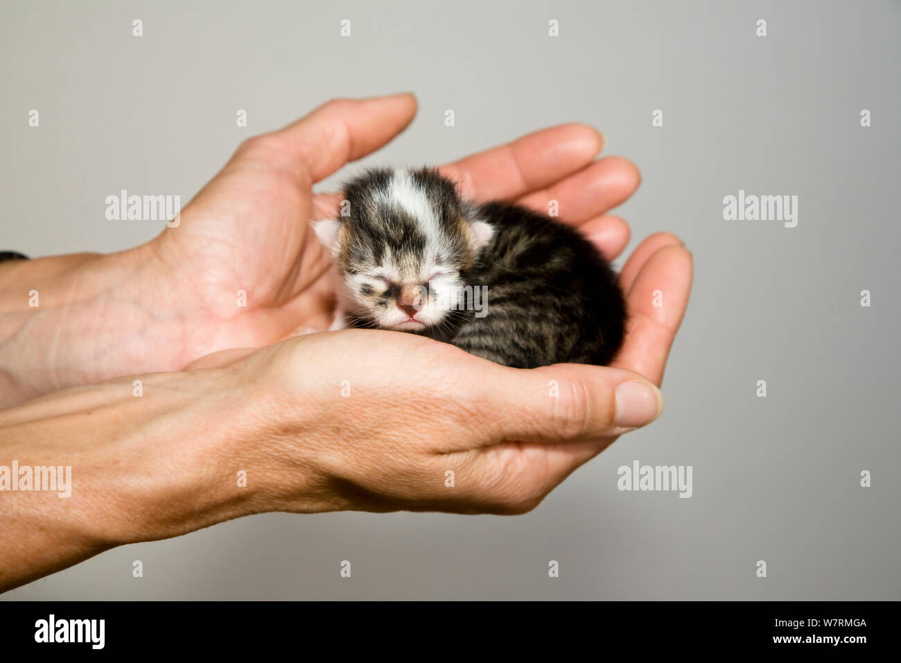 Tiny newborn kitten held in woman's hand, Germany Stock Photo
