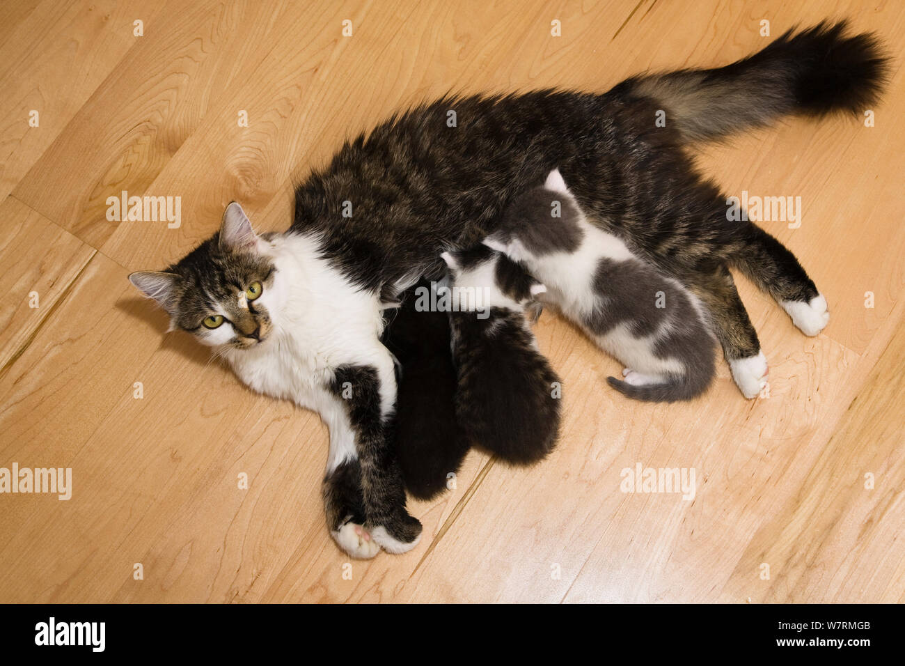 Domestic cat with kittens nursing, Germany Stock Photo Alamy