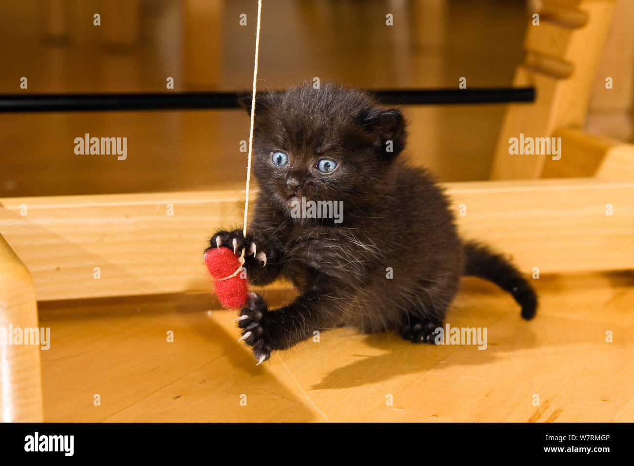 Black kitten playing with toy, Germany Stock Photo