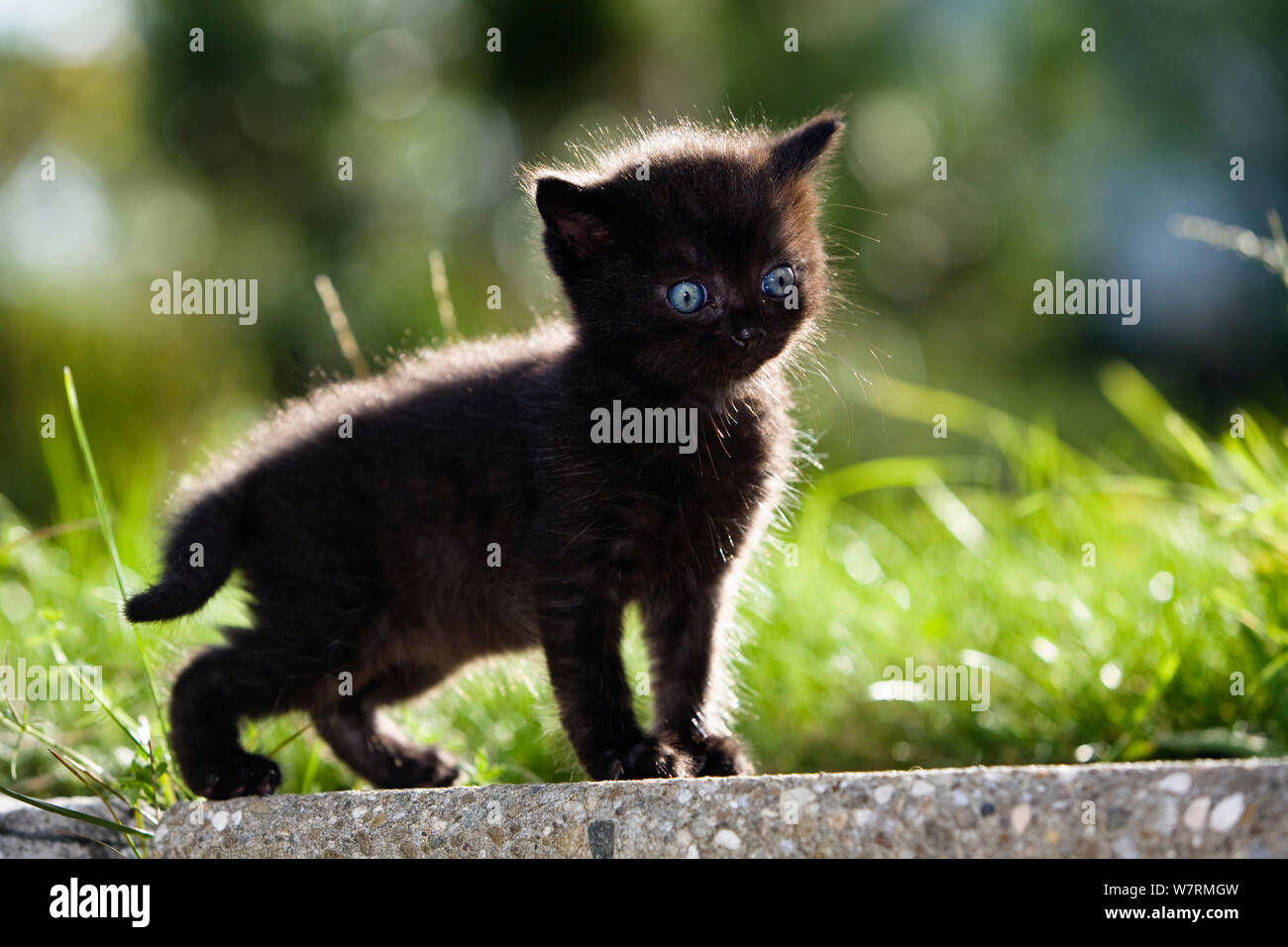 Black kitten in garden Stock Photo