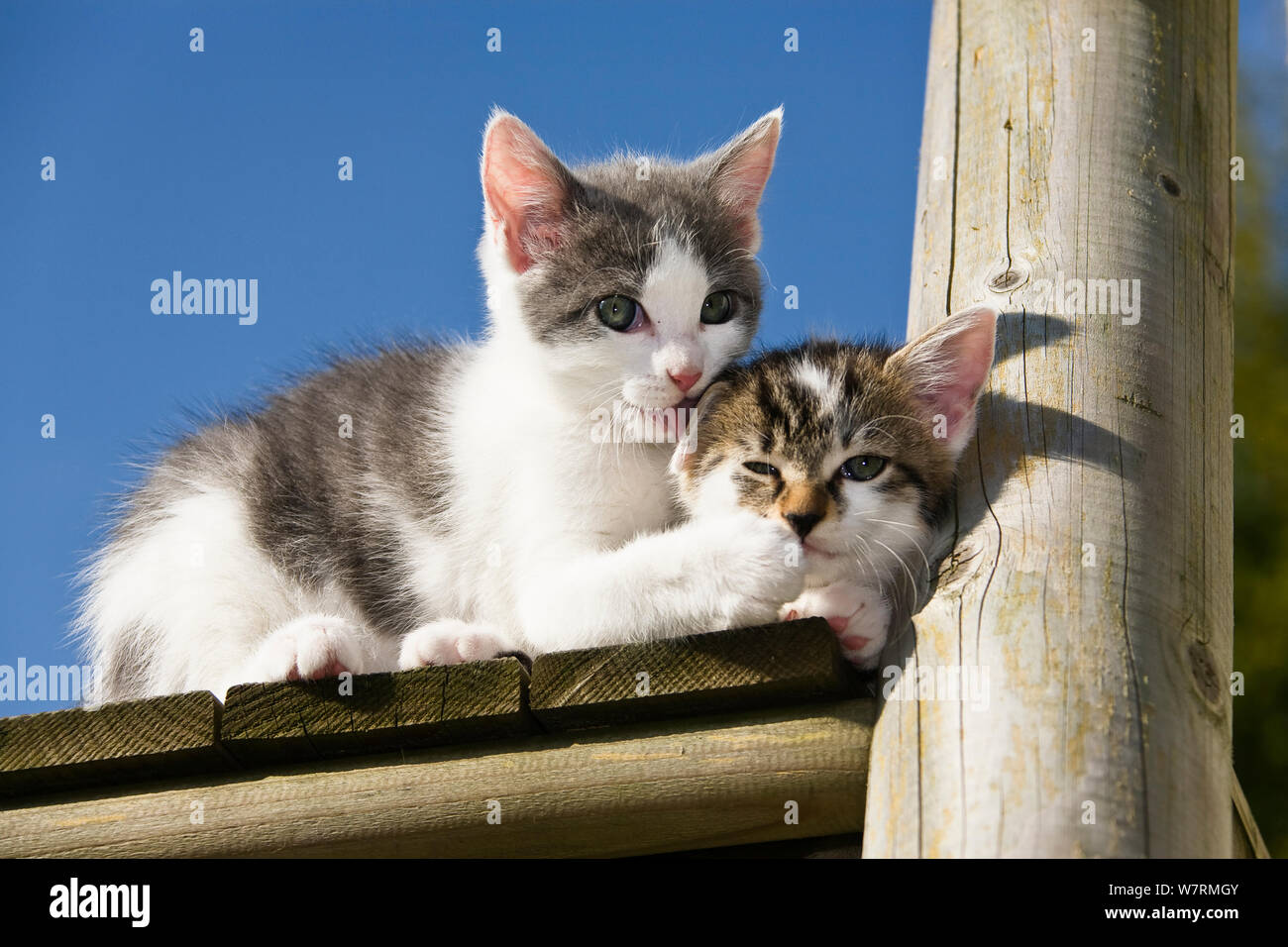 Bicolor tabby kittens, one grooming another, Germany Stock Photo Alamy